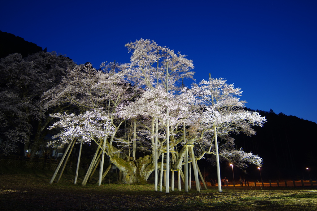 淡墨桜