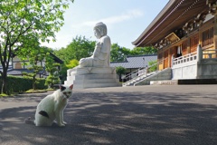 猫寺