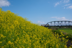 樽見鉄道春景色