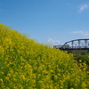 樽見鉄道春景色