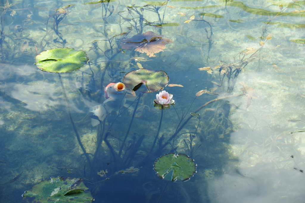 モネの池の人気者