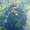 モネの池の人気者