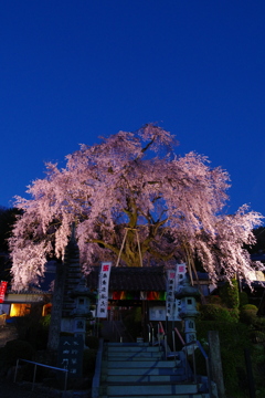 林陽寺の枝垂れ桜