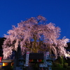 林陽寺の枝垂れ桜