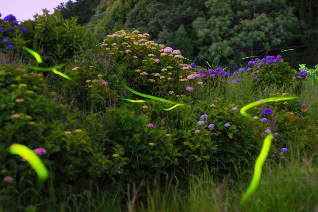 花と蛍