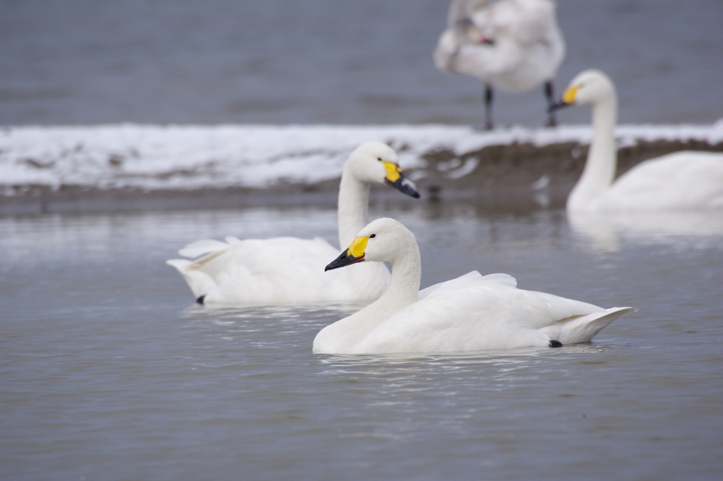 雪の日の白鳥