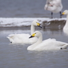 雪の日の白鳥