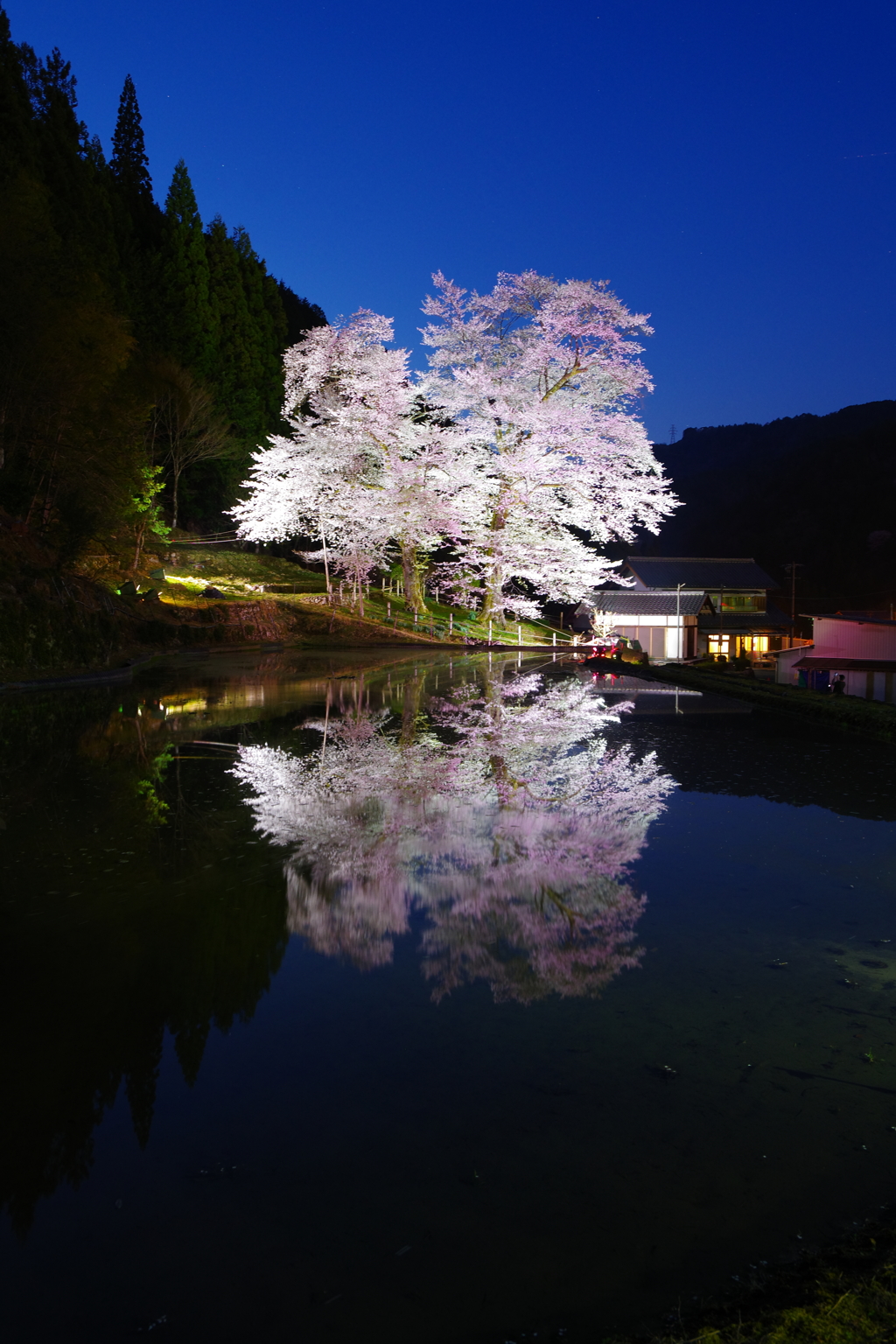 苗代の桜