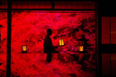 萌えるドウダンツツジ