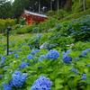 三室戸寺