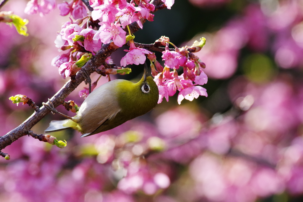 河津桜