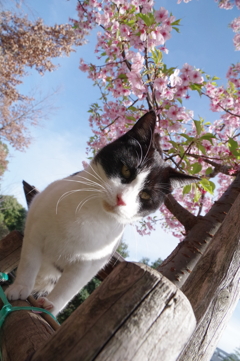 桜猫