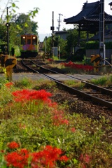 樽見鉄道花景色