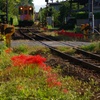 樽見鉄道花景色