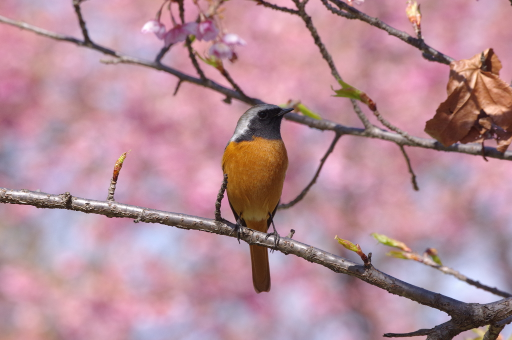 桜ジョビ