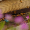蓮華とはち