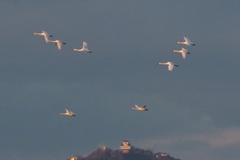 岐阜城と小白鳥