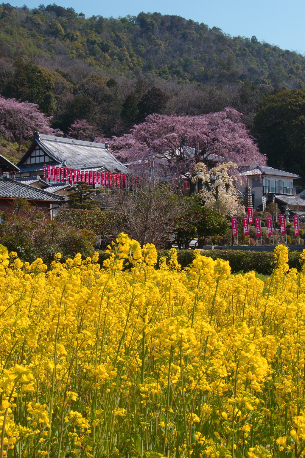 林陽寺