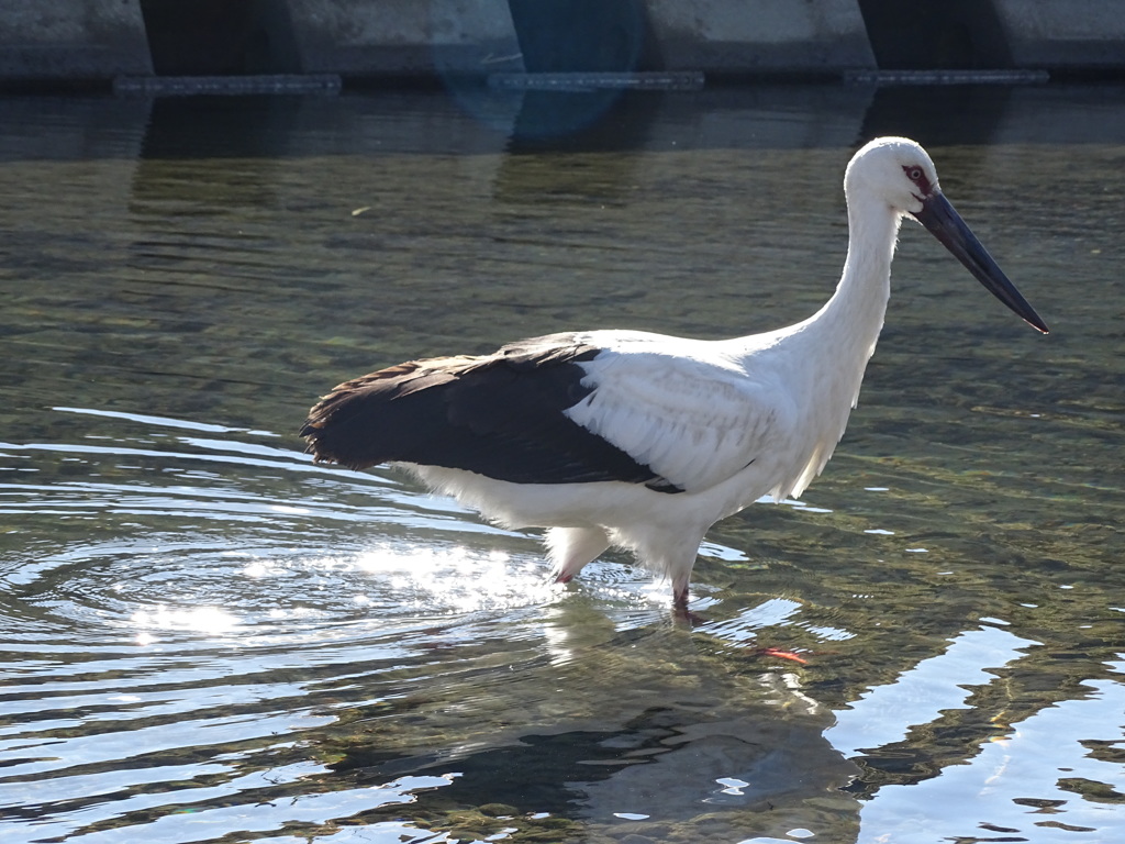 コウノトリ