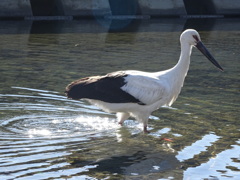 コウノトリ