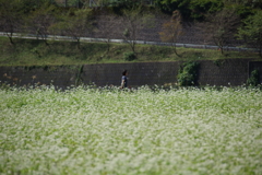 蕎麦