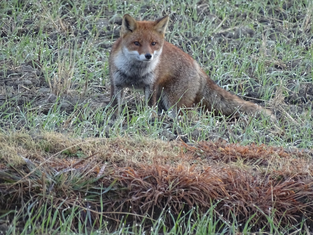 キツネ