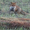 キツネ