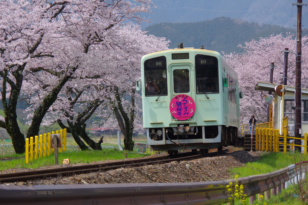 桜咲く駅～1