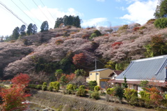 四季桜