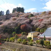 四季桜
