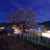 淡墨桜