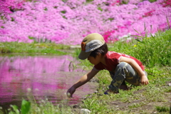 國田家の芝桜