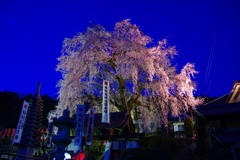 林陽寺の枝垂れ桜