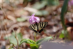 ギフチョウ