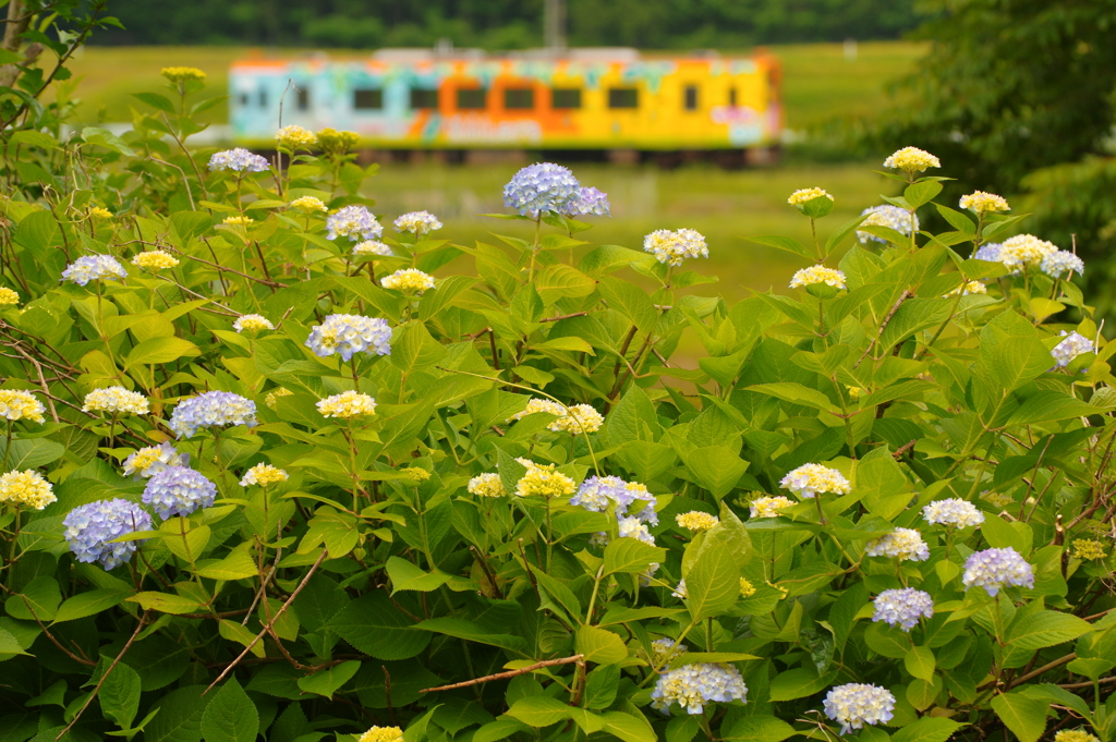 紫陽花が咲いた