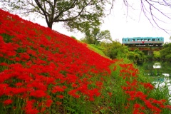 秋の樽見鉄道
