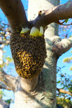 ミツバチの巣