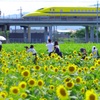 向日葵畑をぬけるドクターイエローその2