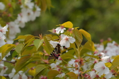 桜をみるかい