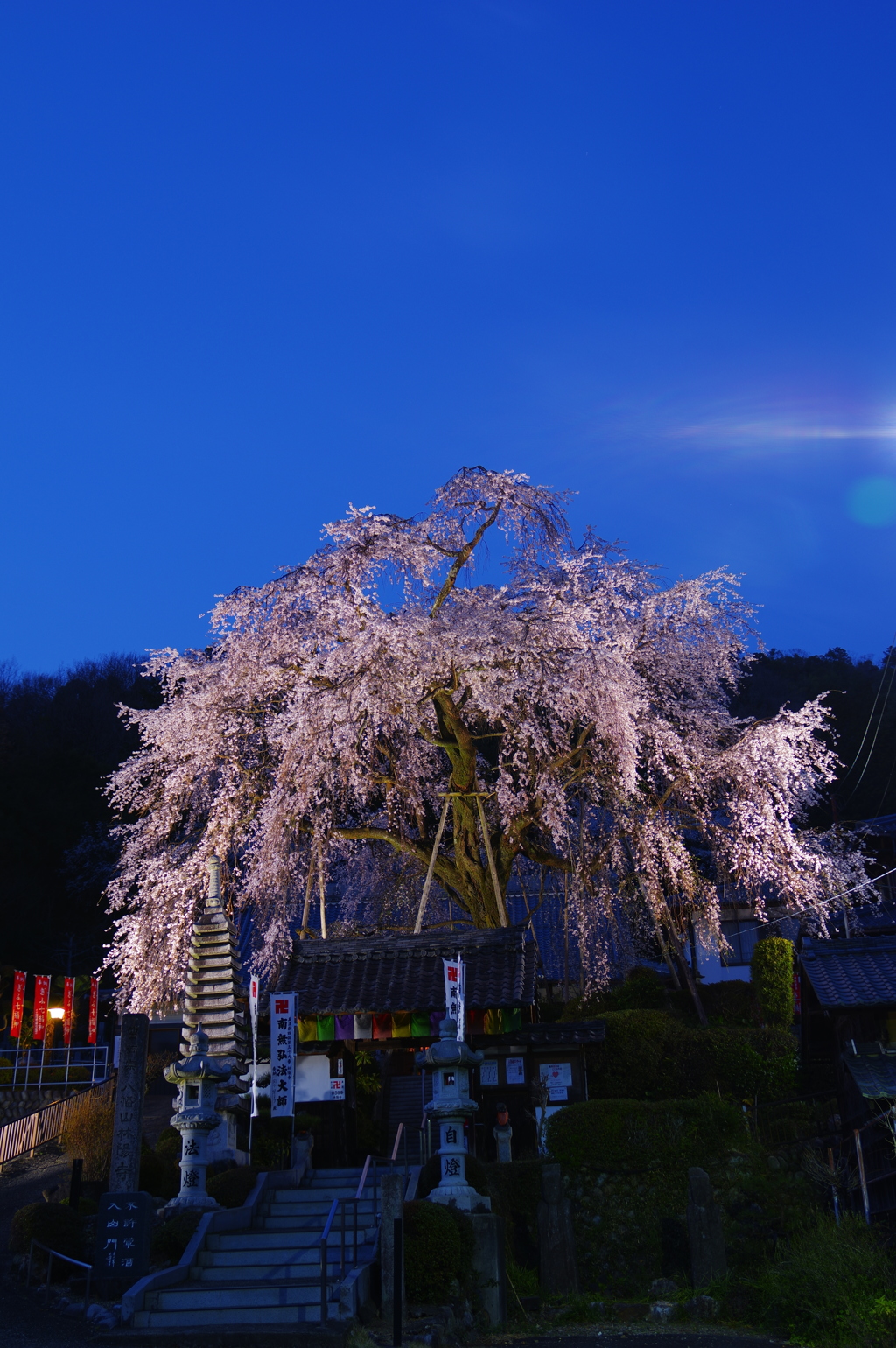 林陽寺のしだれ桜