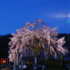 林陽寺のしだれ桜