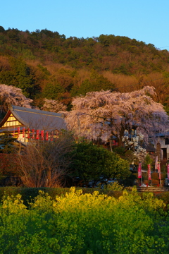 枝垂れ桜咲くお寺