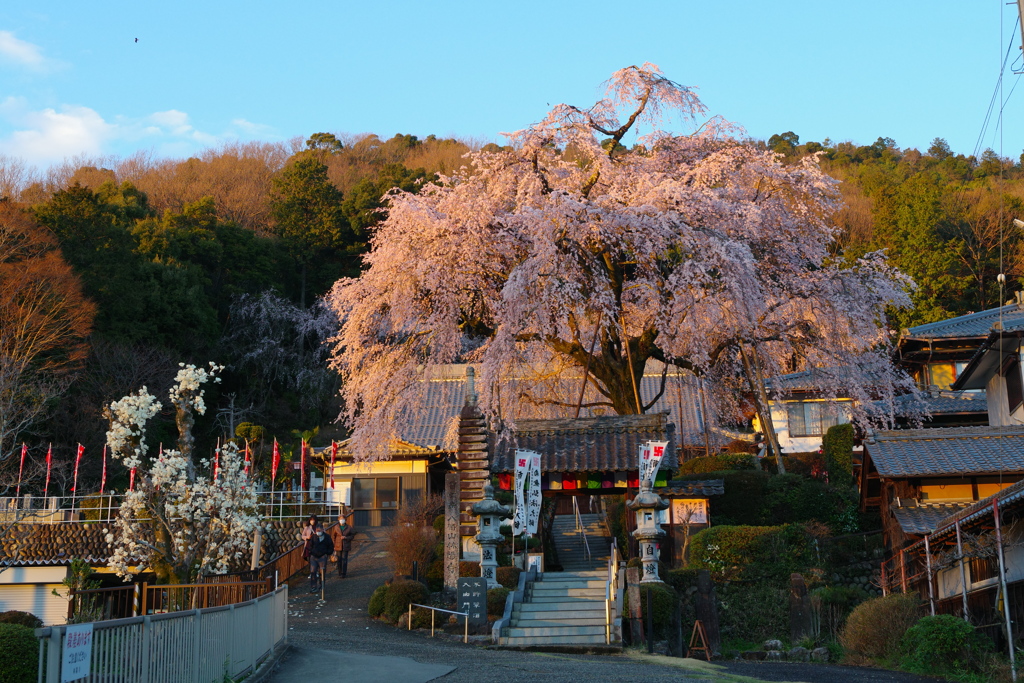 枝垂れ桜