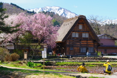 白川郷の春