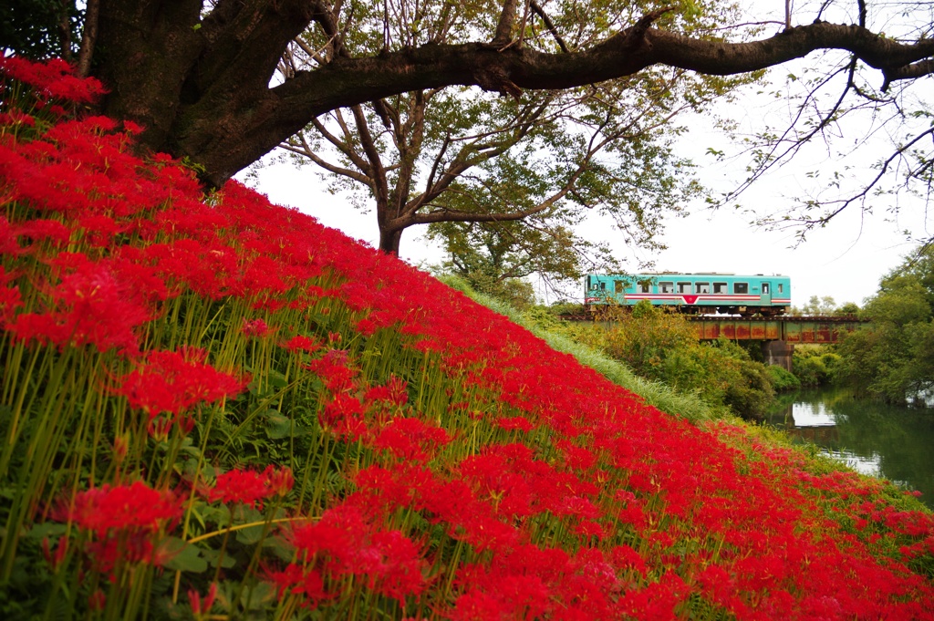 樽見鉄道花風景