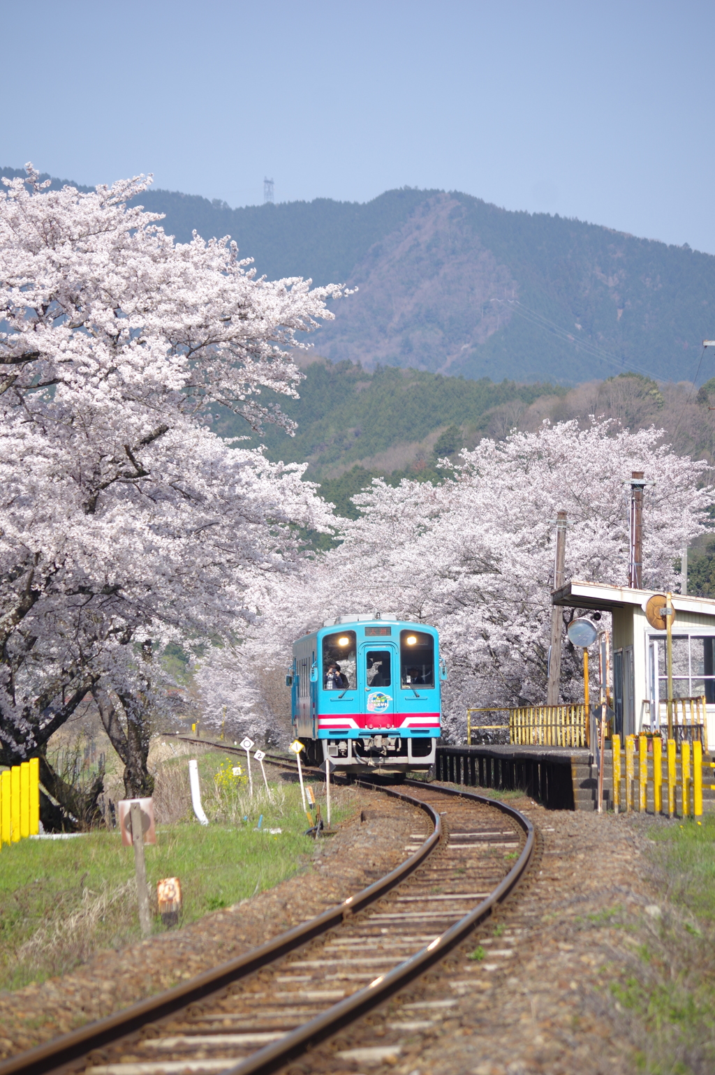 桜咲く樽見鉄道-1