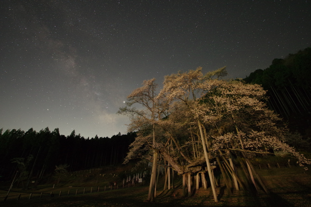 淡墨桜と天の川