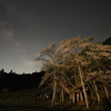 淡墨桜と天の川