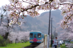 桜咲く駅～3