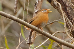 涙目で鳴く鳥